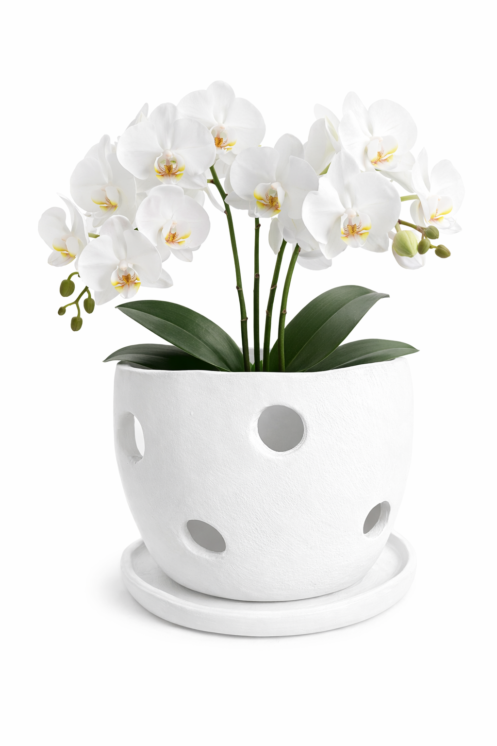 Maceta Orquídea Jardín